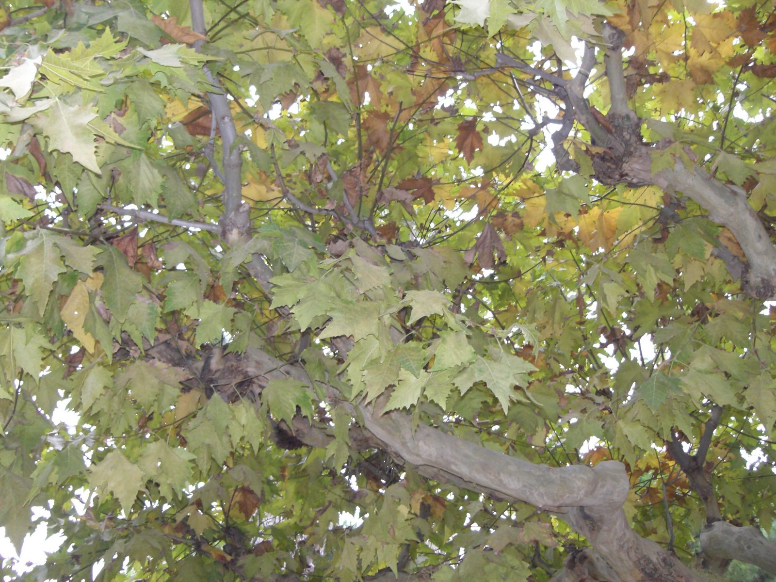 [Mérida+2006+007.jpg]