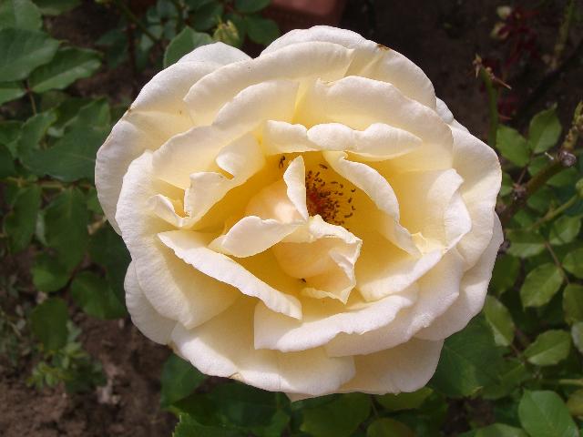 [CIMG4875+menor.jpg]