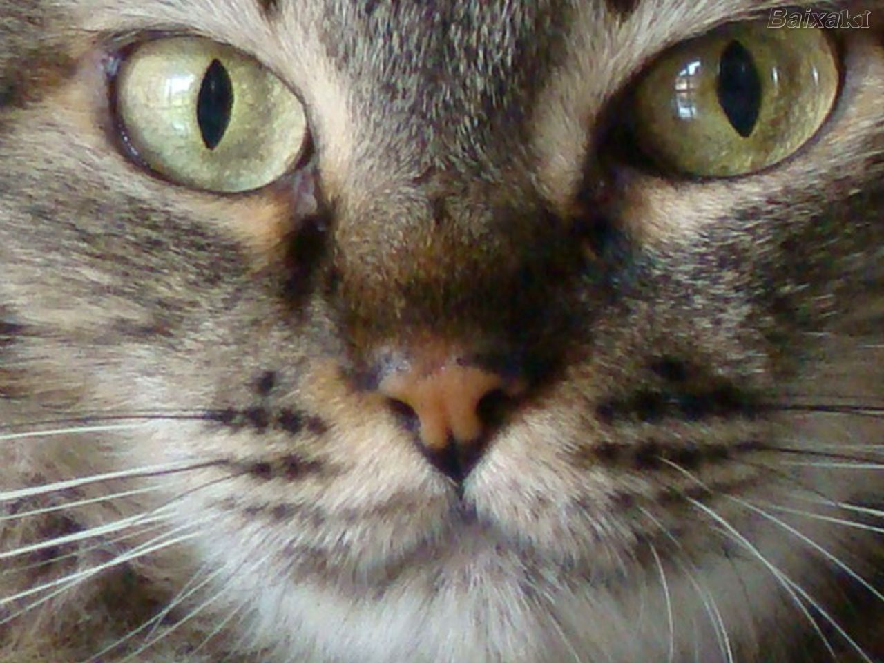SAPA ARARAS DEZ DE DEZEMBRO DIA INTERNACIONAL DOS DIREITOS DOS ANIMAIS SAPA ARARAS DEZ DE DEZEMBRO DIA INTERNACIONAL DOS DIREITOS DOS ANIMAIS