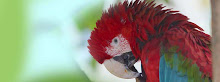 1720 especies de pájaros habitan en la Amazonia peruana