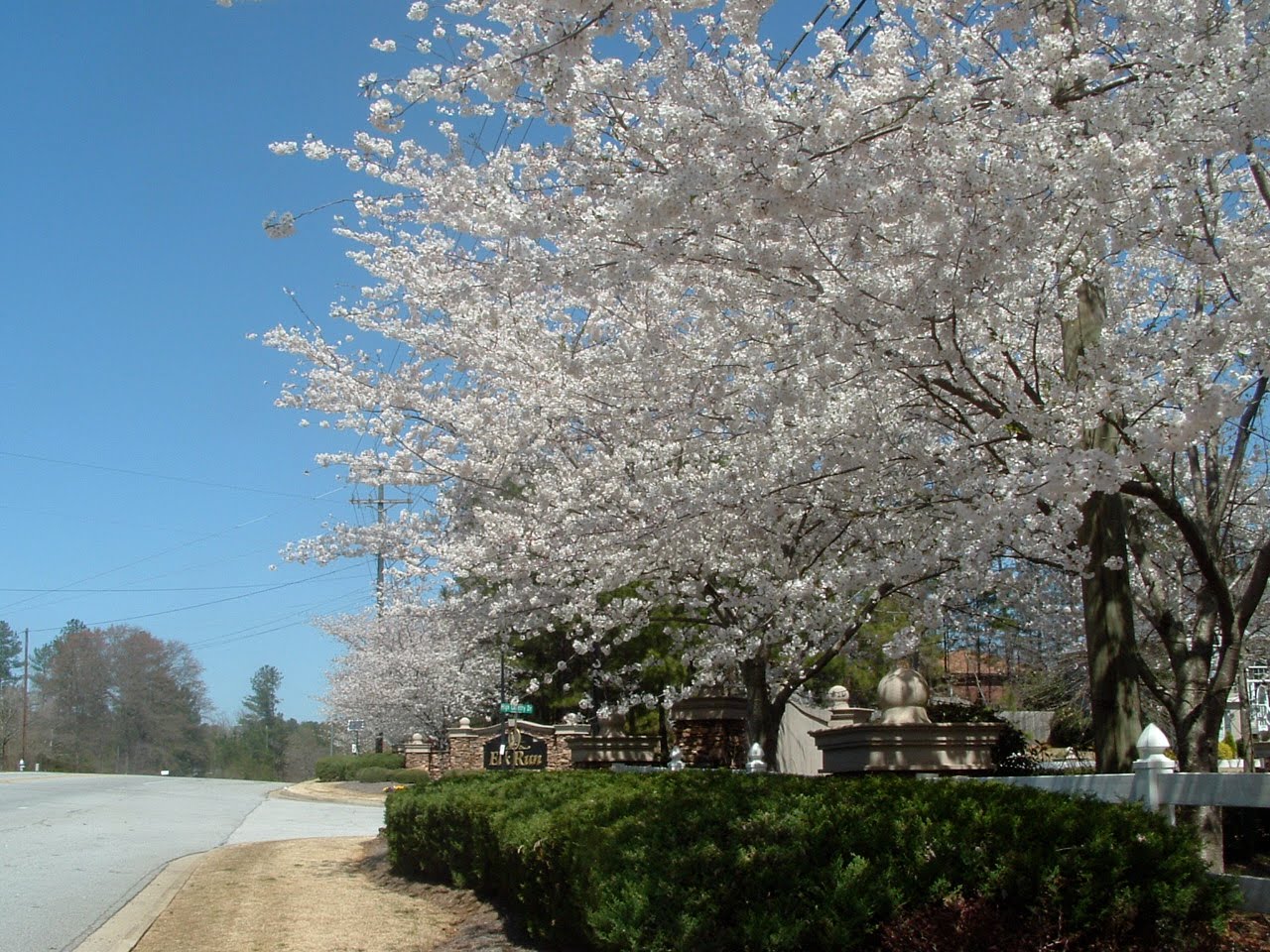 Douglasville, Flowering Trees