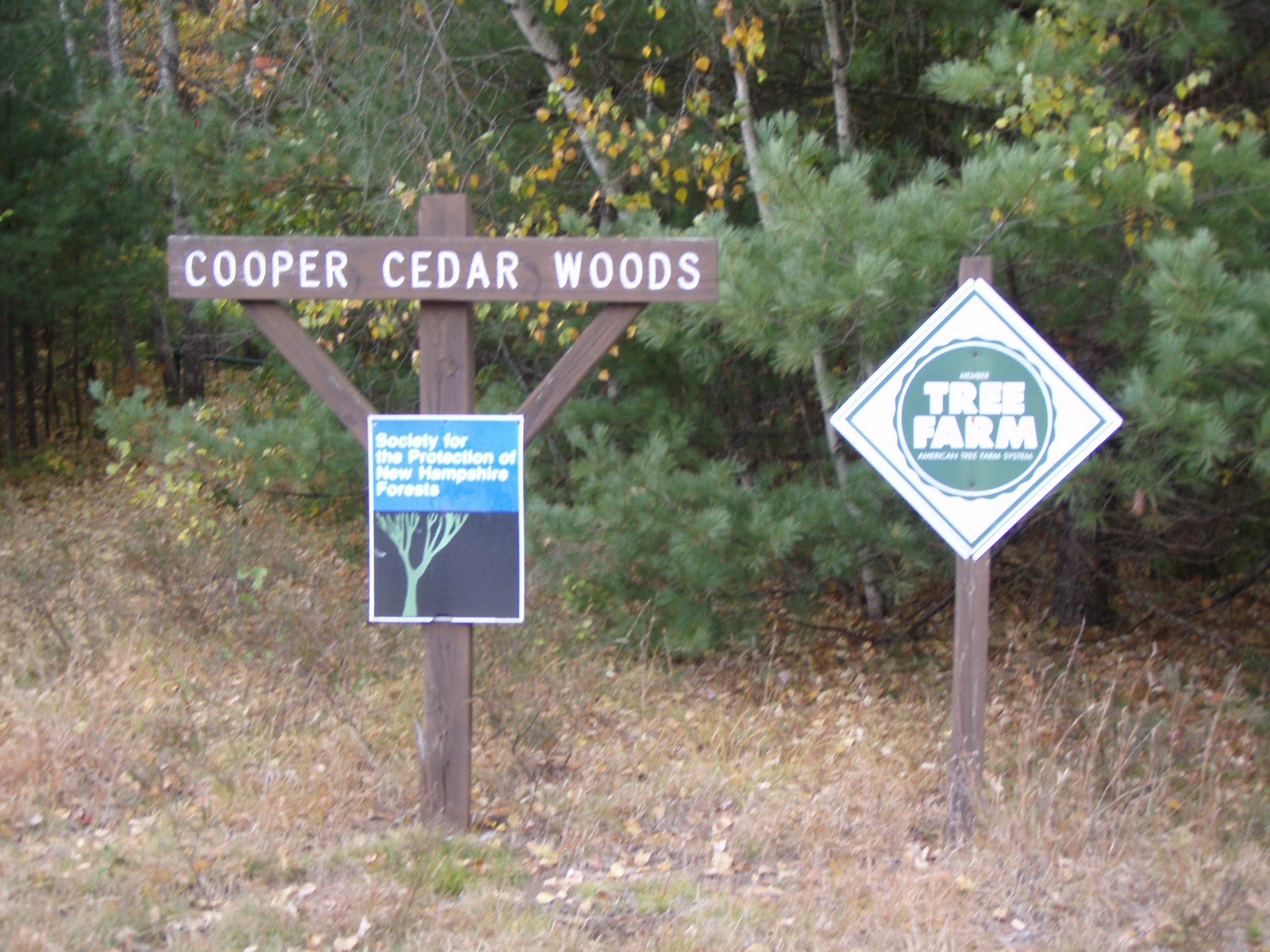 Garden Shed Properties Of Cedar Wood Wooden Plans