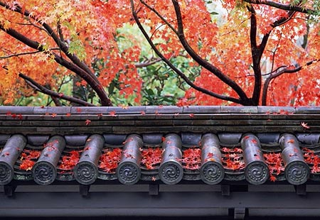 The Lesson Of The Falling Leaves