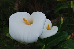 Spring Flowers