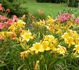 daylilies