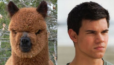 1.bp.blogspot.com/_A3NIxlElTYc/S6JKfmuunpI/AAAAAAAACh8/oIcidoiMsGw/s400/taylor+lautner+llama.jpg