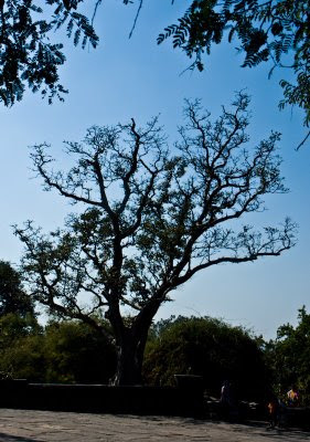 Posted by Vibha Malhotra: Chausath Yogini Temple - Jabalpur : A tree in the complex