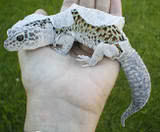 Gecko Shedding