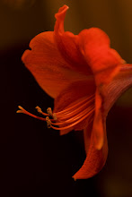 Blomstrende juleminne...:)