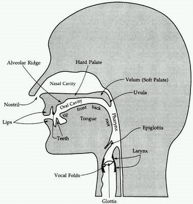 Stratford School of English: The Articulatory System