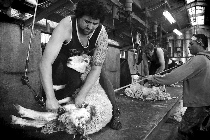 [sheepshear©NicoleBarker.jpg]