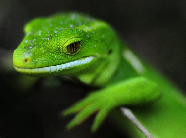 [tuatara©NicoleBarker.jpg]