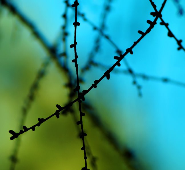 [twig©NicoleBarker.jpg]