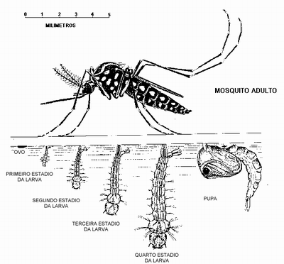 [CICLO+DE+VIDA+DA+DENGUE.gif]