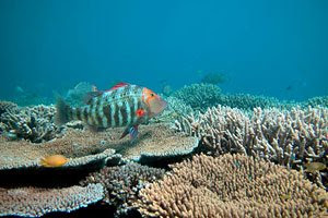 Comunidad de corales en el La Gran Barrera de Coral (Great Barrier Reef) en Australia