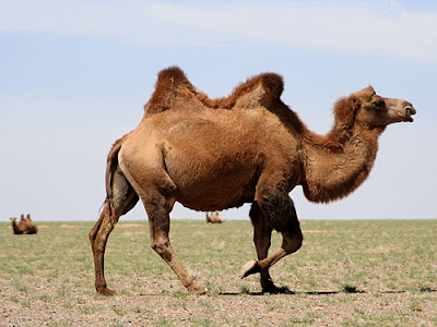 Camello bactriano salvaje (Camelus bactrianus)