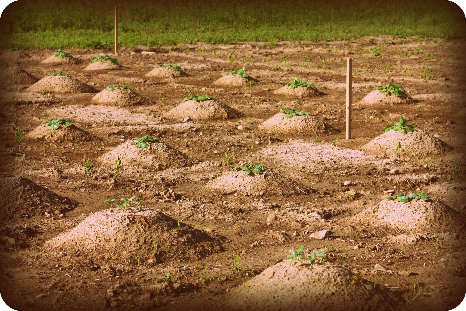 Double A Family Farms