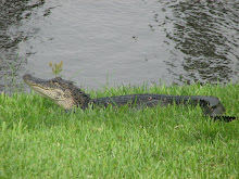 More backyard wildlife...