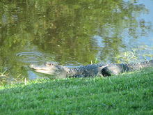 '08 Florida backyard gator