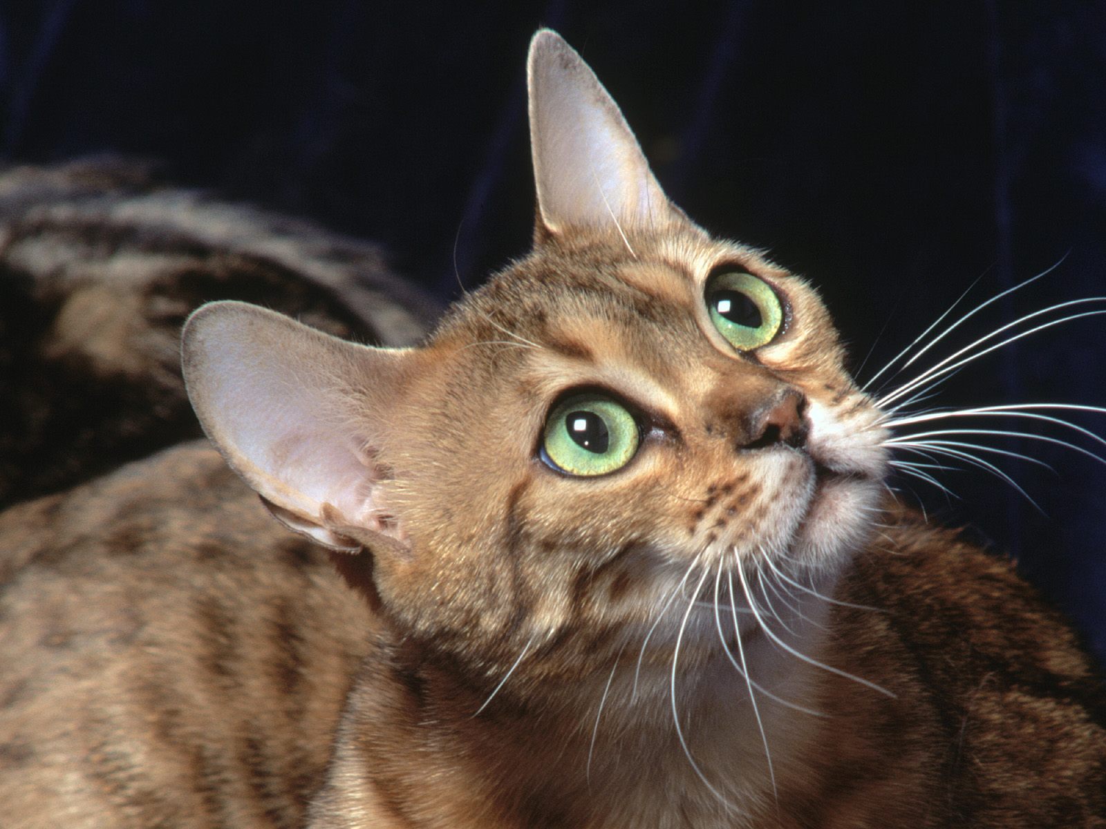 Cat Part 172 Animal Wallpaper Push to Dashboard Cat Part 172 Animal Wallpaper Push to Dashboard