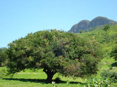 [umbuzeiro+planta.jpg]