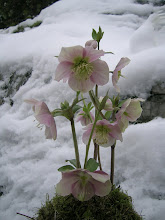 Vakre Helleborus