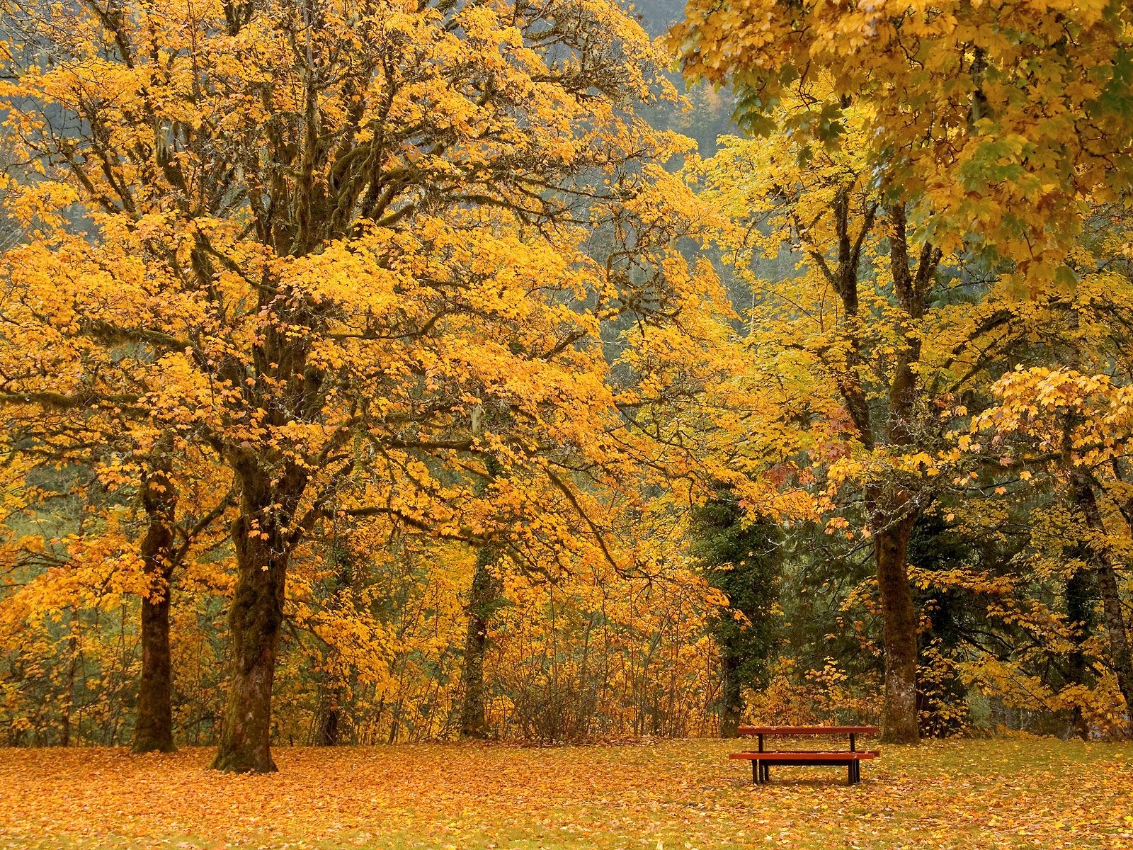 [Beautiful-Tress-Autumn-Nature-HD-Wallpaper.jpg]