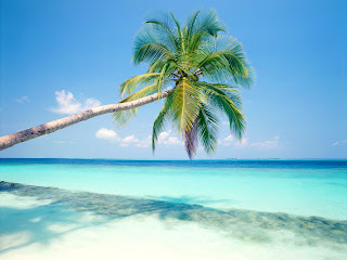 Coconut Tree Blue Sea Nature HD Wallpaper