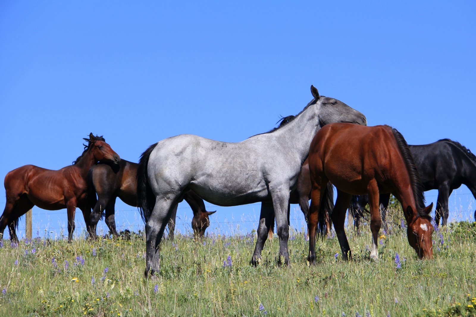 The Western Swing Wild Horses in Glacier National Park, they are