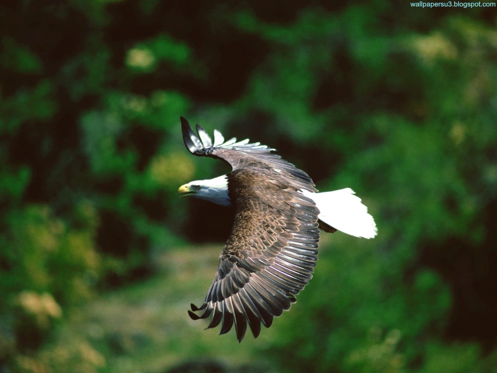 wallpaperforwalls Eagle Wallpapers 2