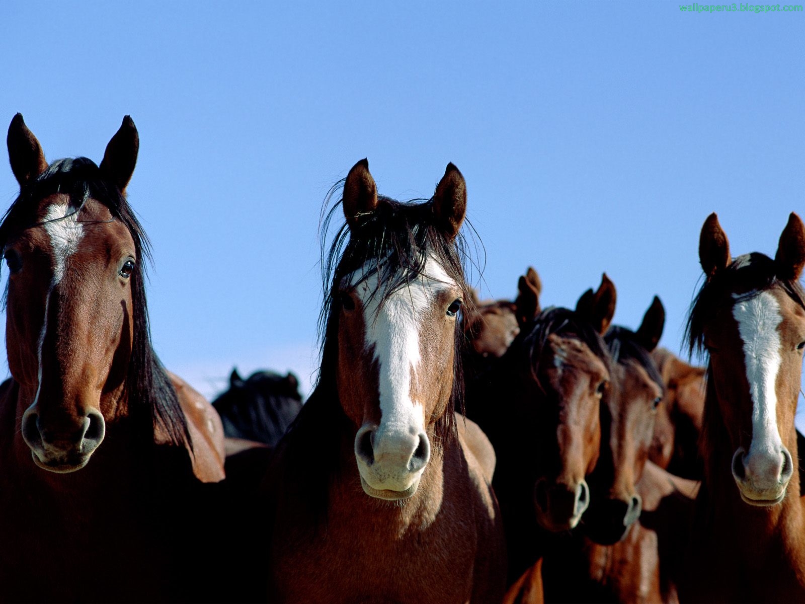 Несколько лошадок. Много коней. Куча лошадей. Множество лошадей. Лошадь фото.