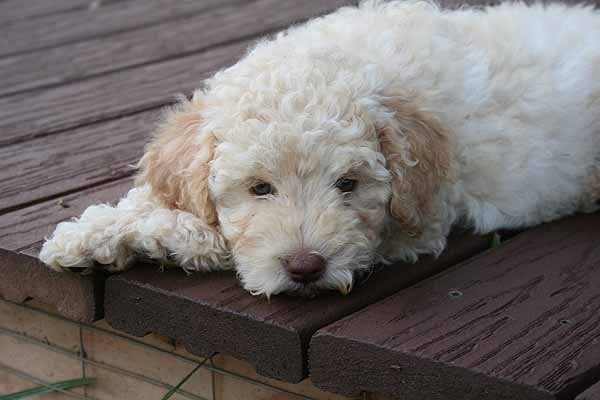 [labradoodle.bmp]