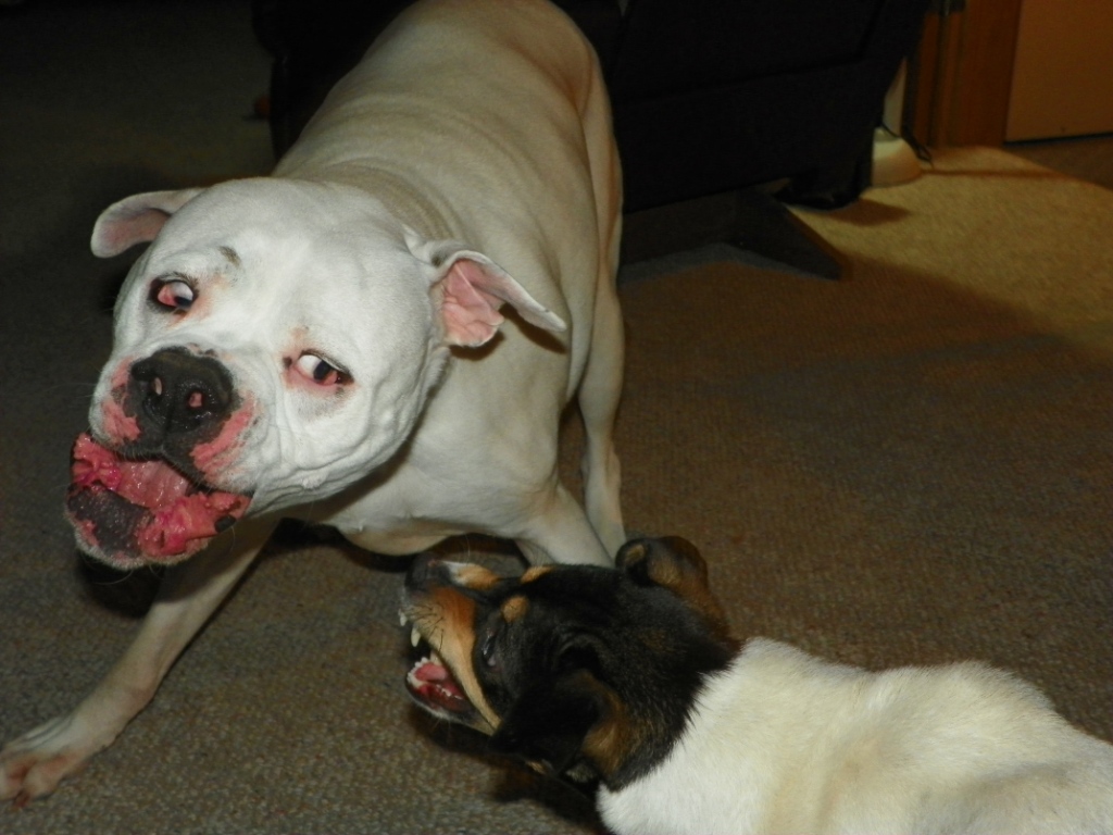 The Bartletts Nasty Dogs