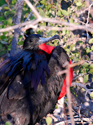 galapagos birds birdmanbob islands