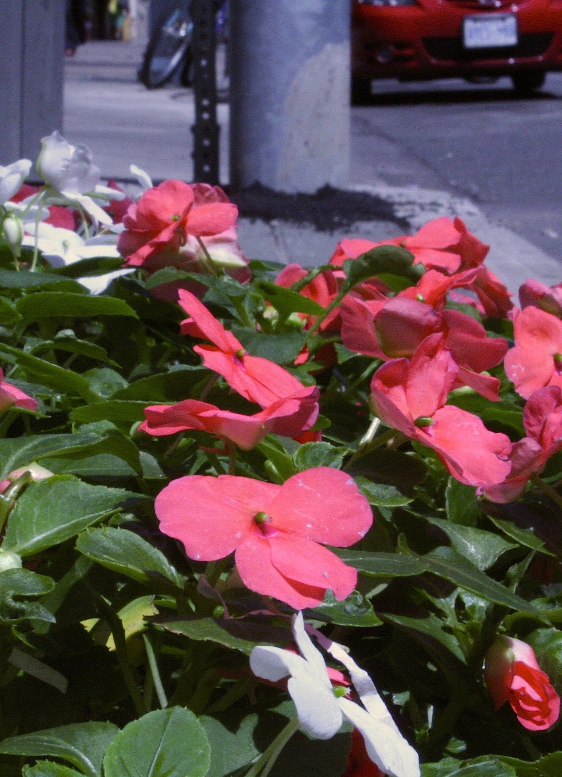 Street Gardener Why impatiens?
