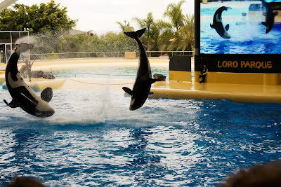 loro_orca.jpg