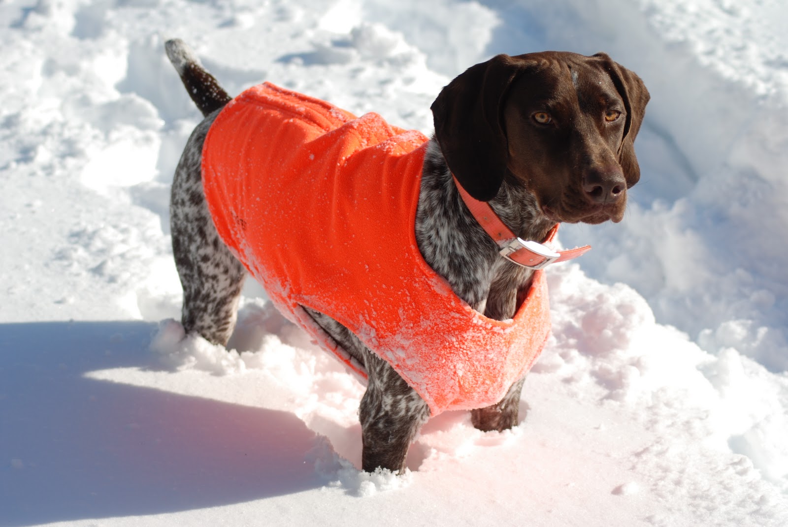 Adventures of a GSP Hunting Dog January 2011