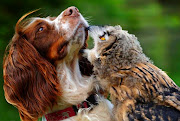 . have a Springer Spaniel who appears to have been adopted by a baby owl!