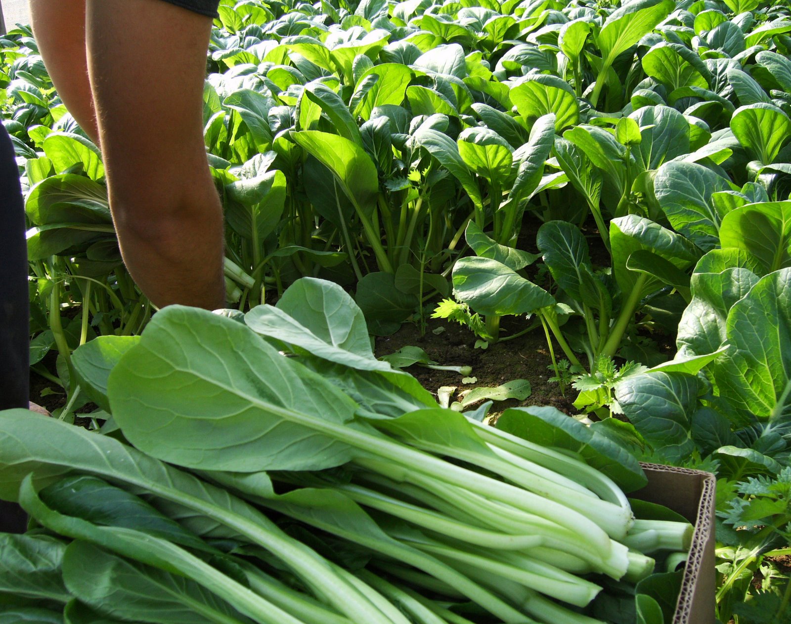 [Cutting+Choi+Sum.jpg]