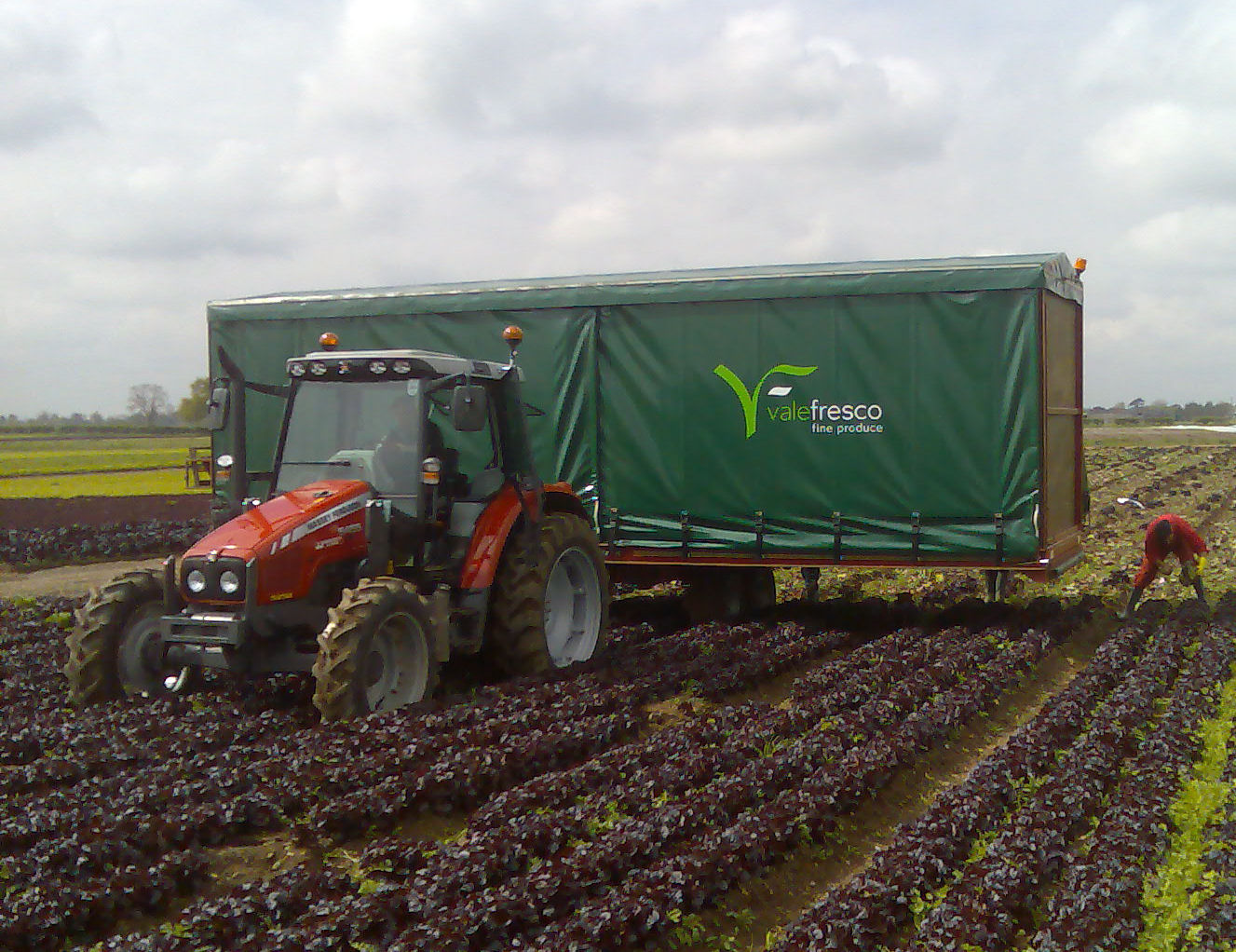 [Harvesting+first+day+2.jpg]