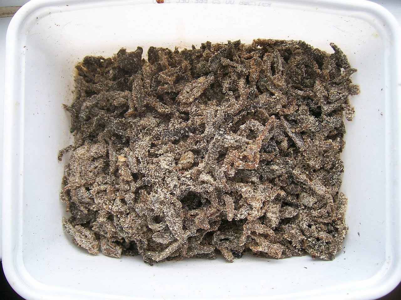 Salted ragworm Outlet