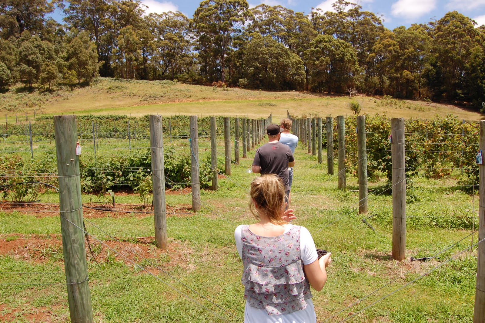 Camping at Ocean Beach Caravan Park, Denmark Western Australia Yellow