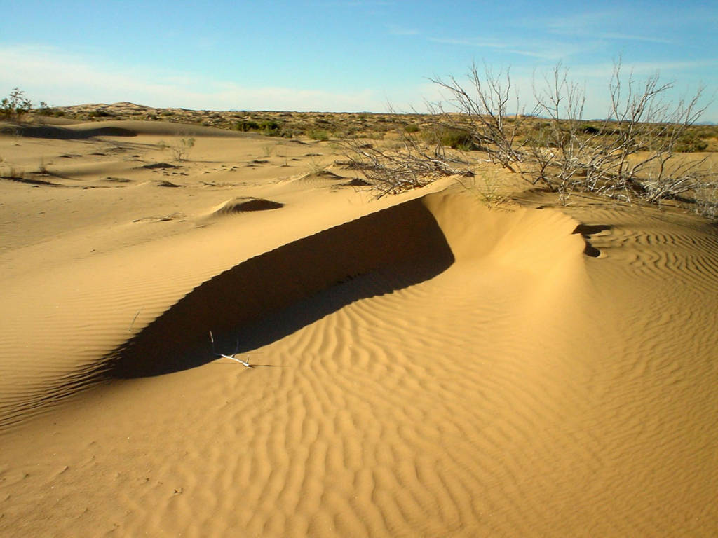 DELIA HERNÁNDEZ/Introspecciones...: El desierto de Sonora (México)