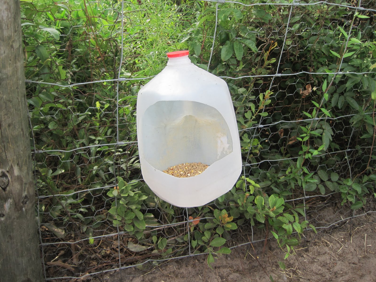 Life on the Farm: Home-made, Milk Jug Chicken Feeders