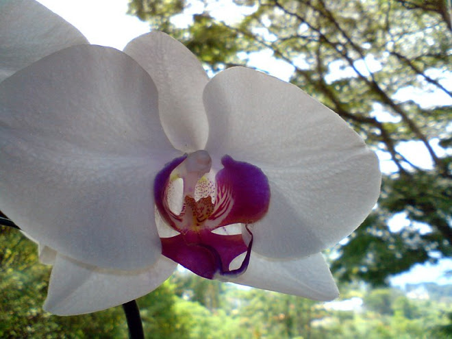 Orquídea