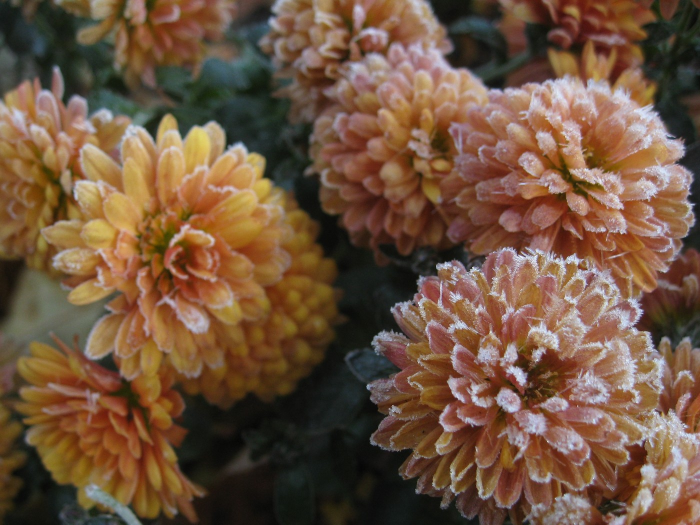 Shari's Chocolate Box First Frost