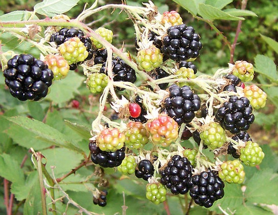 [Blackberry_fruits10.jpg]