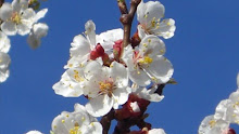 evviva la primavera!!!!