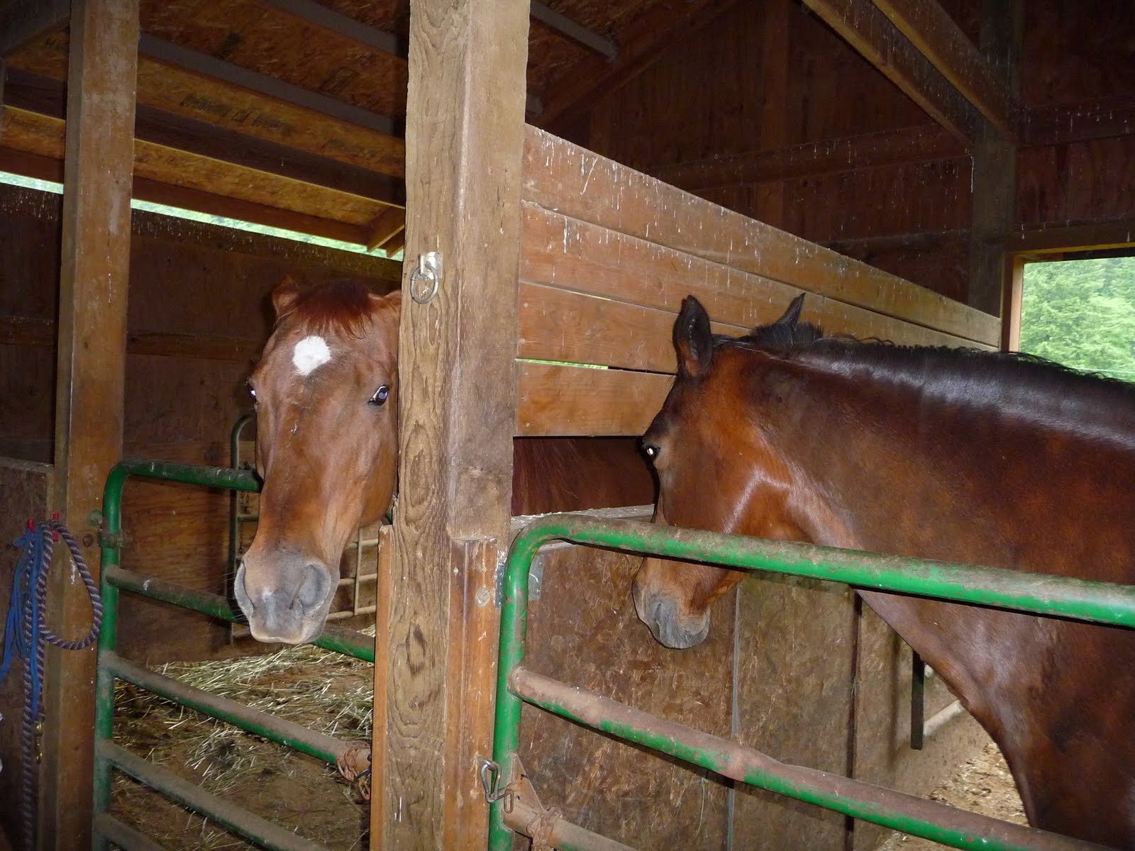 There is a Horse In My Bubblebath Noah's Ark....Horses with flippers