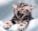The Library's story time was about CATS!!! (October 1, 2008)